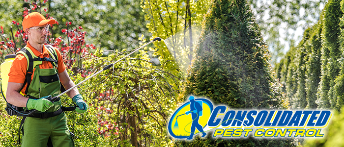 623434654352345 Pest Control Myths