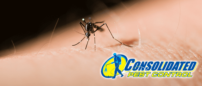 Mosquito Magnet