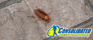 Consolidated Pest Control roaches
