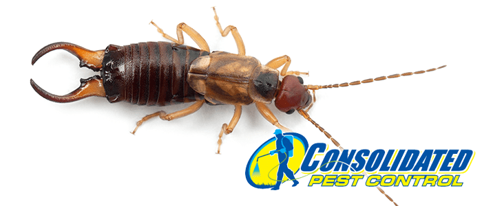 Consolidated Pest Control earwigs