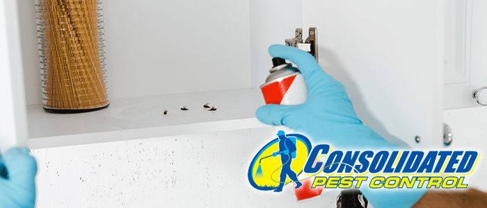 Consolidated Pest Control beach pests