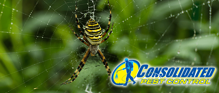 Consolidated Pest Control spiders