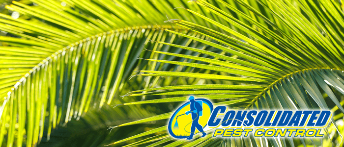 235423462376237237 Consolidated Pest Control ferns