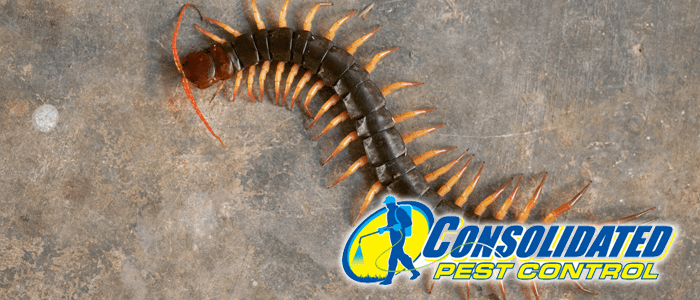 Consolidated Pest Control millipedes