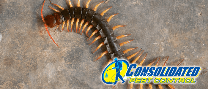 Consolidated Pest Control centipedes