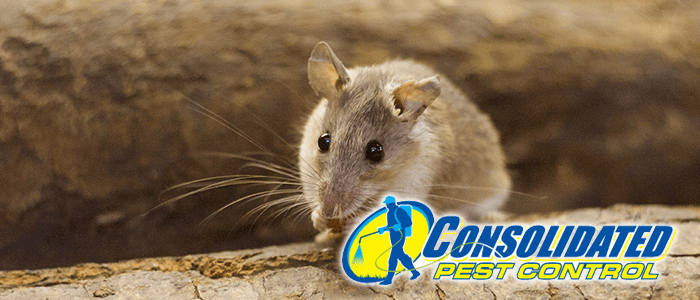 543252352767 Consolidated Pest Control rodents