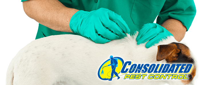 Consolidated Pest Control fleas