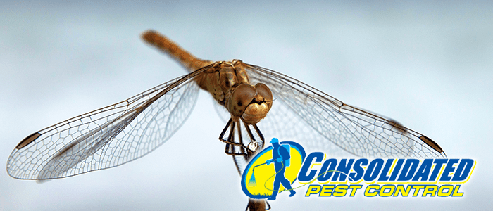 Facts About Dragonflies