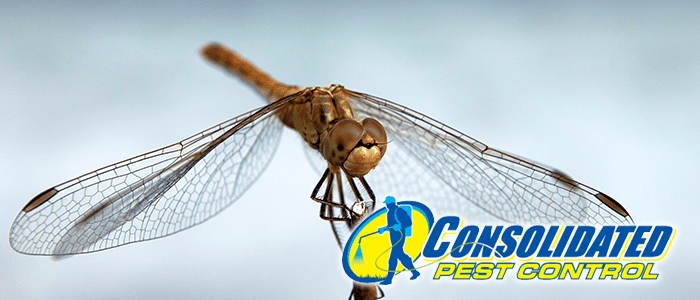 4326324532 Facts About Dragonflies