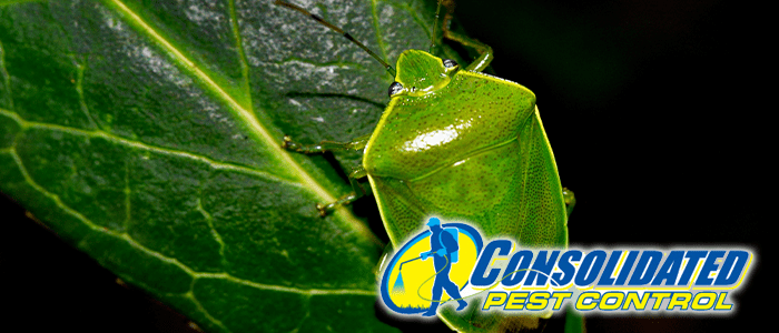 432432326564 Stink Bugs