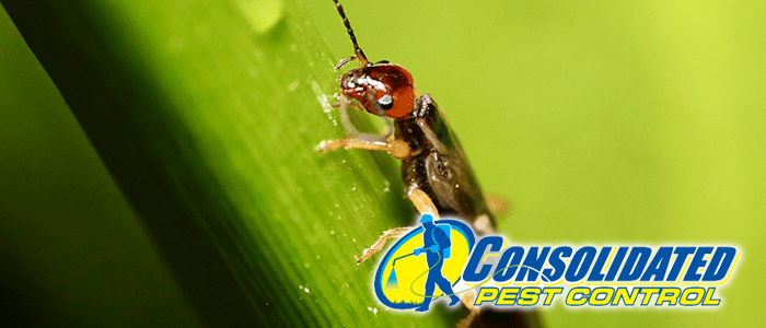 5333233536243 Earwigs can be a problem for many.