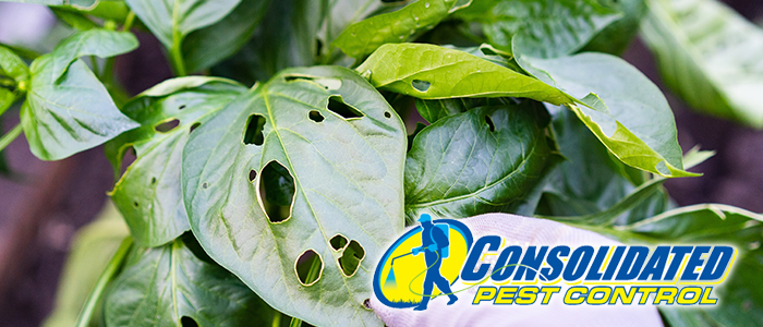 When DIY Pest Control becomes necessary, what do you do?
