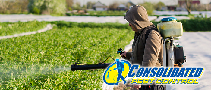 Pest control technician spraying pesticide in agricultural field wearing protective gear