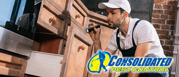 Pest control technician inspecting wooden cabinet drawers in kitchen with equipment
