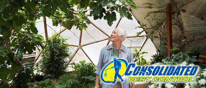 Older man inspecting plants in greenhouse with Consolidated Pest Control logo overlay
