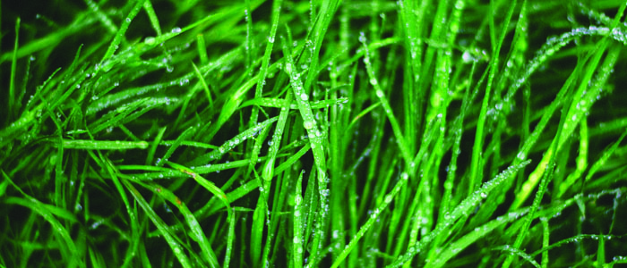 cpc spring rain on grass