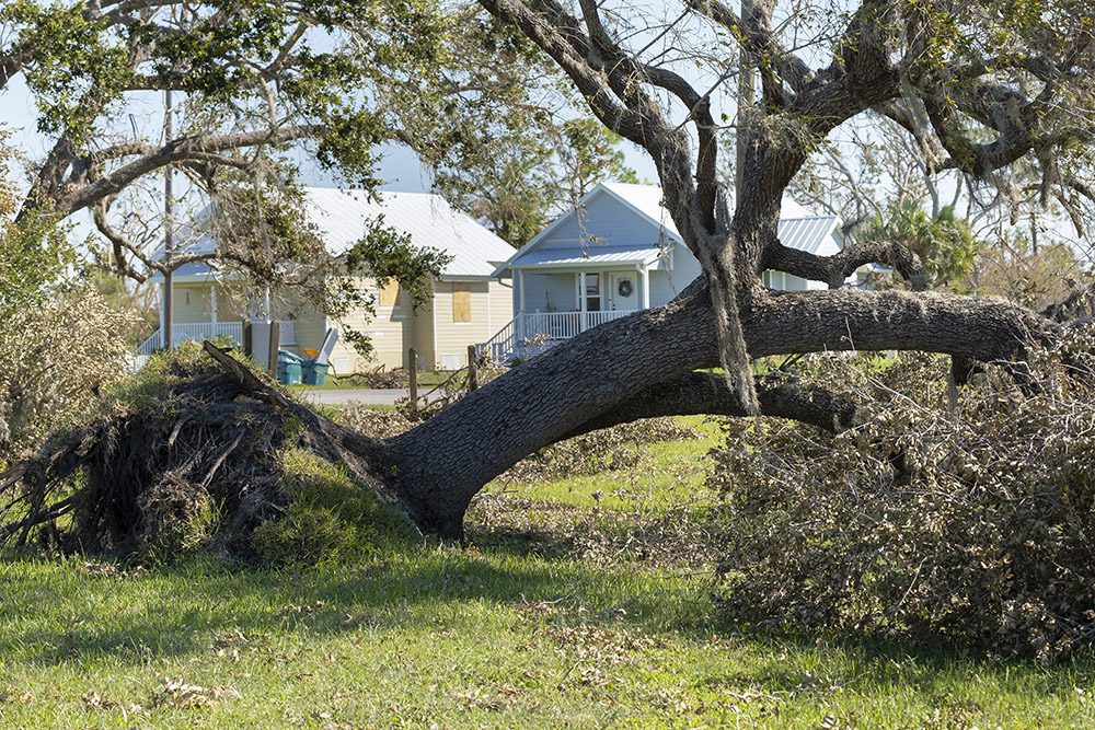 Tree removal after hurricane damage in Florida home backyard. Fallen down debris after strong tropical storm winds. Consequences of natural disaster.