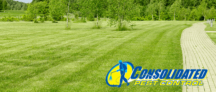 h43q2j53445j Well-maintained lawn with striped mowing pattern and curved brick pathway bordered by trees