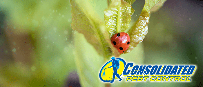 Licensed Consolidated Pest Control specialist delivering safe, effective pest management and lawn treatment services for Florida homeowners