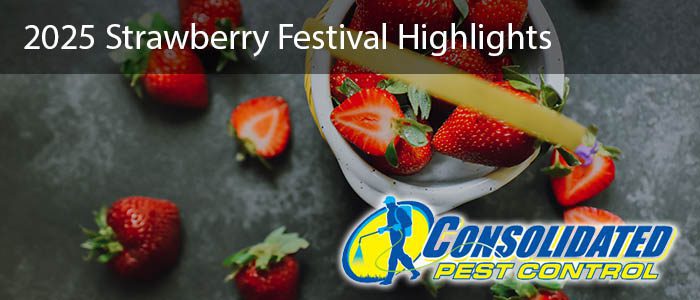 strawberry festival