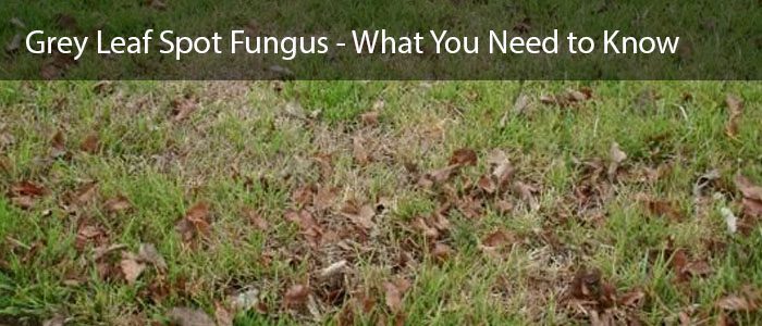 Grey leaf spot fungus