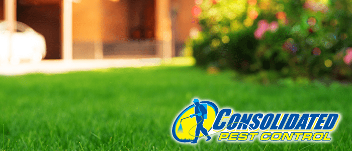 Licensed Consolidated Pest Control specialist delivering safe, effective pest management and lawn treatment services for Florida homeowners
