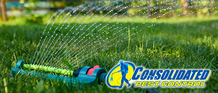 Licensed Consolidated Pest Control specialist delivering safe, effective pest management and lawn treatment services for Florida homeowners