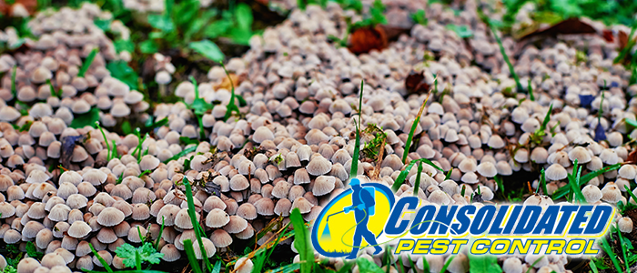 Licensed Consolidated Pest Control specialist delivering safe, effective pest management and lawn treatment services for Florida homeowners