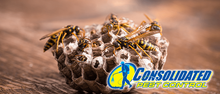 Licensed Consolidated Pest Control specialist delivering safe, effective pest management and lawn treatment services for Florida homeowners