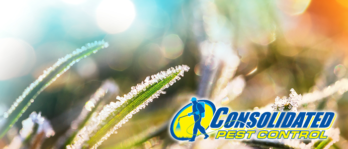Licensed Consolidated Pest Control specialist delivering safe, effective pest management and lawn treatment services for Florida homeowners