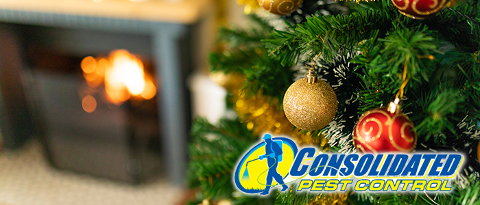 Licensed Consolidated Pest Control specialist delivering safe, effective pest management and lawn treatment services for Florida homeowners