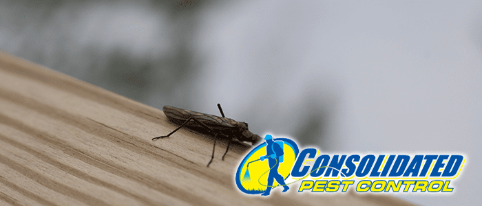 Licensed Consolidated Pest Control specialist delivering safe, effective pest management and lawn treatment services for Florida homeowners