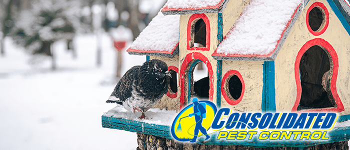 Licensed Consolidated Pest Control specialist delivering safe, effective pest management and lawn treatment services for Florida homeowners