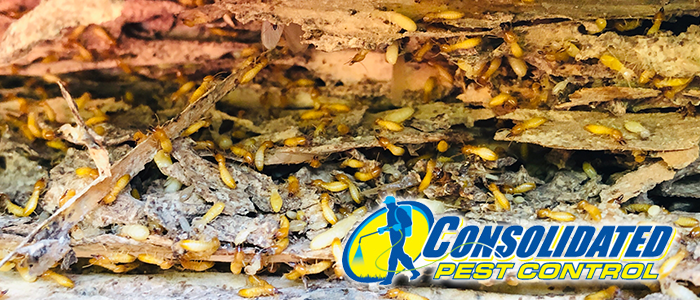 Licensed Consolidated Pest Control specialist delivering safe, effective pest management and lawn treatment services for Florida homeowners