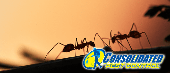 Licensed Consolidated Pest Control specialist delivering safe, effective pest management and lawn treatment services for Florida homeowners