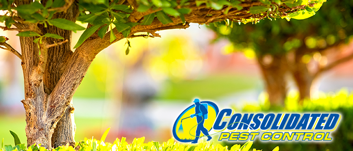 Licensed Consolidated Pest Control specialist delivering safe, effective pest management and lawn treatment services for Florida homeowners