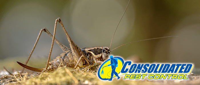 Licensed Consolidated Pest Control specialist delivering safe, effective pest management and lawn treatment services for Florida homeowners