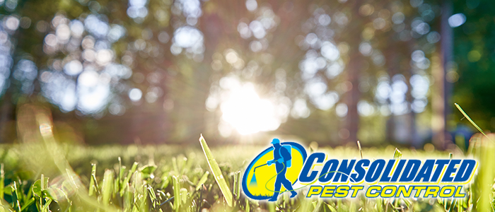 Licensed Consolidated Pest Control specialist delivering safe, effective pest management and lawn treatment services for Florida homeowners