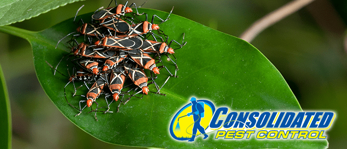 Licensed Consolidated Pest Control specialist delivering safe, effective pest management and lawn treatment services for Florida homeowners