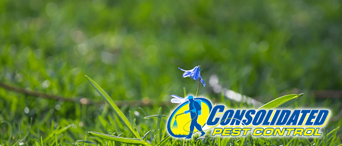 Licensed Consolidated Pest Control specialist delivering safe, effective pest management and lawn treatment services for Florida homeowners
