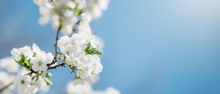 White spring blossoms on branch against clear blue sky background