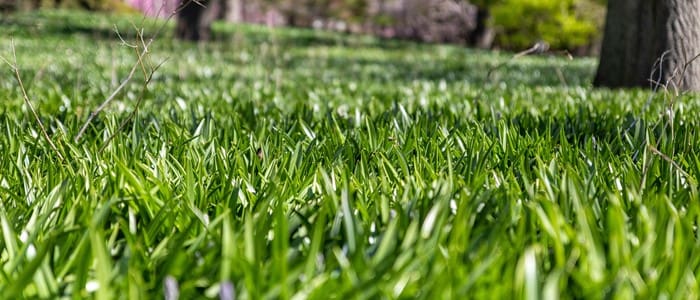 Close-up view of healthy green lawn grass with blurred landscape background