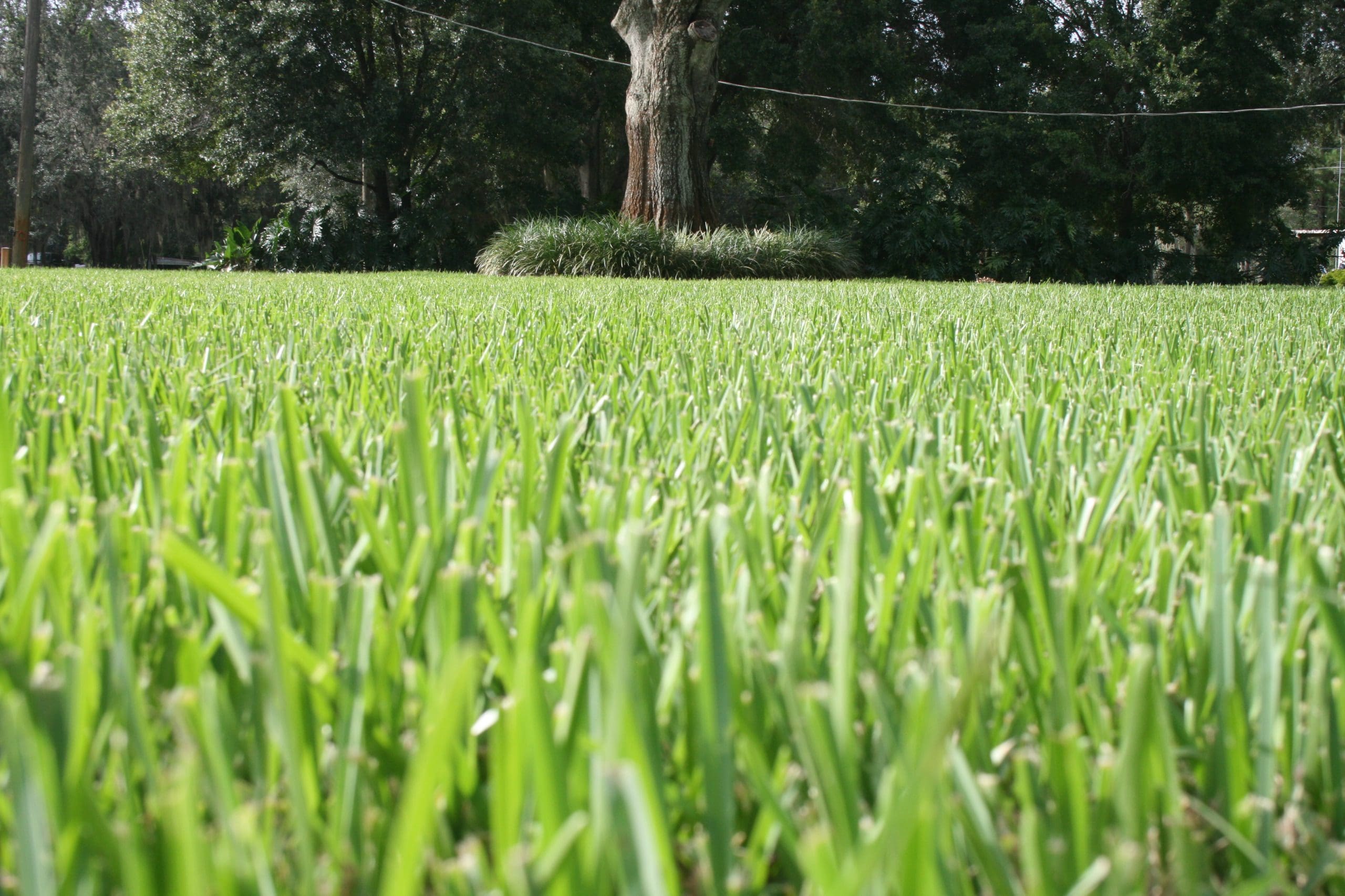 Irrigation sprinkler spraying moisture-stressed lawn grass in Land O Lakes Florida yard